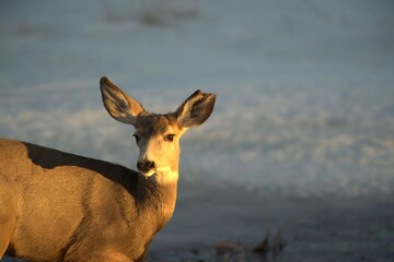 Wild Deer in Winter, Close-up shot of Deer by Snow