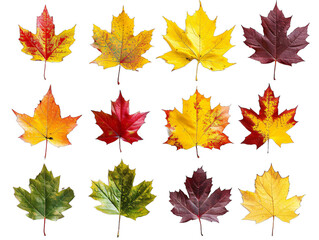 Fototapeta premium Close-up of assorted colored leaves on black