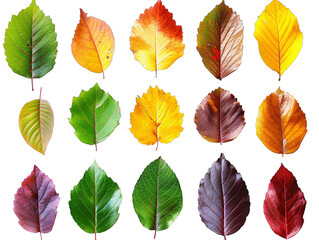 Obraz premium Close-up various leaf colors