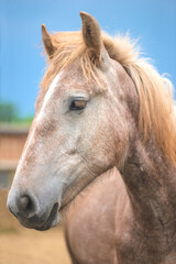 Obraz premium Portrait of a fawn horse, orlov trotter on a blue background