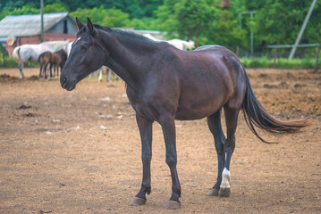 One black horse, orlov trotter in stud farm