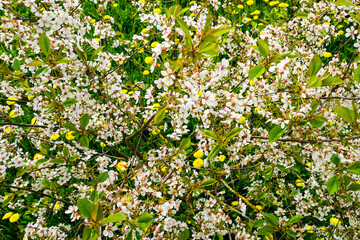 Top view of flowering fruit tree in meadow with blooming yellow dandelions, blooming garden view
