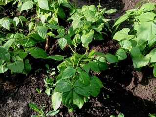 Green bean plants in the garden with long tendrils that intertwine with each other. Agriculture and the topic of growing delicious fresh beans. Green bean plants on a background of black soil.