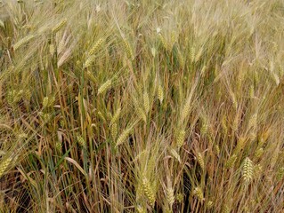 Beautiful texture of yellowed ripe barley on the field. Topics of agriculture and ripening of grain crops. Background of ears of barley on the field.