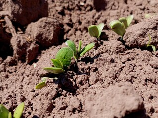Young soybeans sprouted in the soil in the field. Young soybean plants. The topic of farming and cultivation of technical crops.