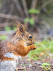 Squirrel eats a nut while sitting in green grass. Eurasian red squirrel, Sciurus vulgaris