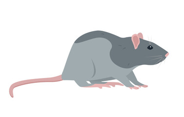 Sitting Rat front view. Little house mice or rat character with long tail isolated on white background. Rat icon Vector illustration.