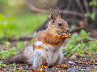 Squirrel eats a nut while sitting in green grass. Eurasian red squirrel, Sciurus vulgaris