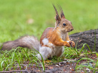 Squirrel sitting in green grass. Eurasian Red squirrel sitting in grass against bright green background