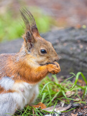 Close-up Portrait of Squirrel. Squirrel eats a nut while sitting in green grass.