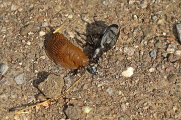 Toter Lederlaufkäfer (Carabus coriaceus) mit Wegschnecke auf Wanderweg