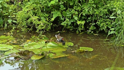 Teichhuhn (Gallinula chloropus) mit Küken