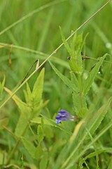 Sumpf-Helmkraut (Scutellaria galericulata)
