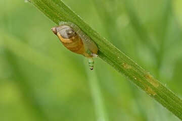 Mit Leucochloridium paradoxum befallene Bernsteinschnecke (Succinea putris)