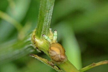 Mit Leucochloridium paradoxum befallene Bernsteinschnecke (Succinea putris)