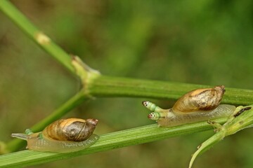Zwei mit Leucochloridium paradoxum befallene Bernsteinschnecken (Succinea putris)