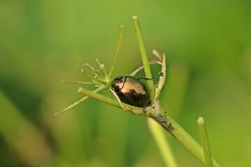 Brauner Blattkäfer (Chrysolina oricalcia) auf Wiesen-Kerbel (Anthriscus sylvestris) © Schmutzler-Schaub