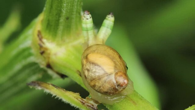 Mit Leucochloridium paradoxum befallene Bernsteinschnecke (Succinea putris)