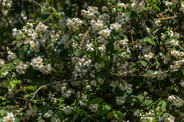 Wild bush and white flower Jasmine with green leaves.