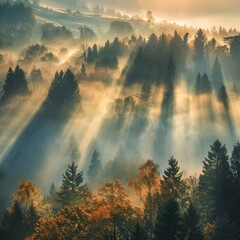 Mystical autumn fog aerial view, black forest foggy hills, morning sun rays, enchanting misty landscape