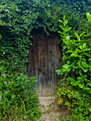 vieille porte mystérieuse en bois contre un mur couvert de végétaux et de plantes verts