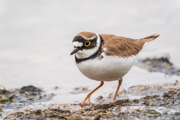 Little ringed plover (Charadrius dubius), bird standing on the lake shore