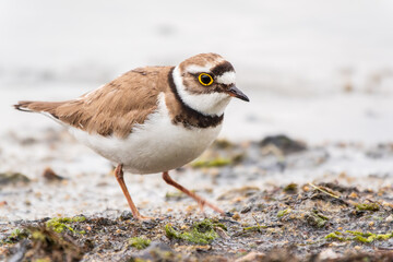 Little ringed plover (Charadrius dubius), bird standing on the lake shore