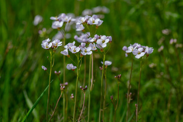 Cardamine pratensis cucko flower in bloom, group of petal flowering mayflowers on the meadow