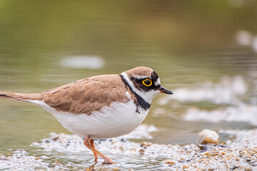 Little ringed plover (Charadrius dubius), bird standing on the lake shore