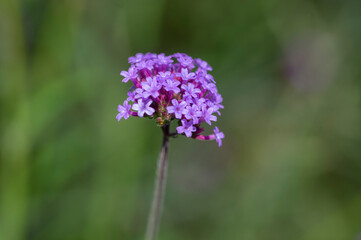 Obraz premium Verbena bonariensis purpletop tall flowering plant, clustertop agrentian purple pretty vervain flower in bloom