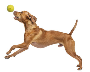 Jack russell terrier dog playing with ball on transparent background 