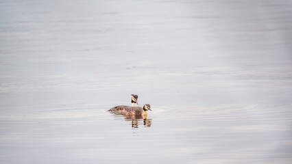Two Great Crested Grebes swim in the lake