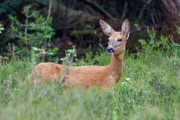 Roe deer in the forest