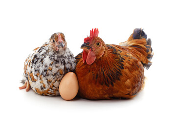 Two brown chickens with egg.