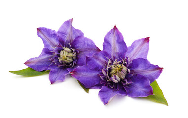Two purple clematis with green leaves.