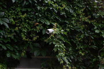 CCTV camera hidden in ivy leaves, trees. Apartment building, private territory in summer