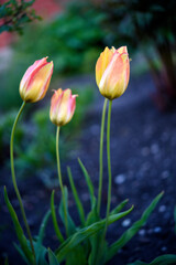 Naklejka premium Red and yellow tulips in the summer garden. Yellow-red flowers.