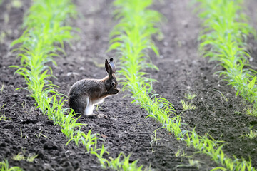 Super freigestellter Hase auf Ackerfläche zwischen frischer grüner Aussaat. Serie Natur Tiere in der Landwirtschaft.