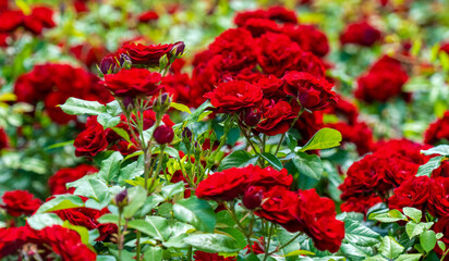Background of red rose plants with green leaves and red blooms closeup.