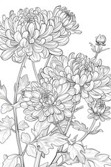 Black and white sketch of Chrysanthemum. Line drawing coloring book