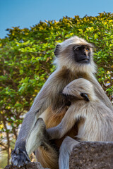 Little cute baby langur sucking mother's nipple. Bengal sacred langur (Semnopithecus entellus, Northern plains gray) lives in the tropics in India. Wildlife, nature, animal, motherhood.