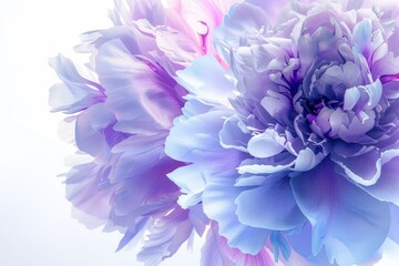 Peony purple and light blue. White background Close up. Digital art photography style. Petals of passion and fragrance
