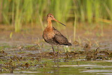 black-tailed godwit - Limosa limosa wading at green background. Photo from Danube Delta Biosphere Reserve  in Romania. Bear-threatened species.