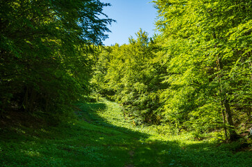 Luci e ombre nel bosco di montagna