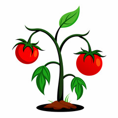 Tomato plant withering vector  illustration.