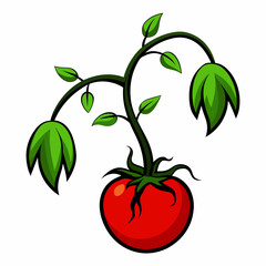 Tomato plant withering vector  illustration.