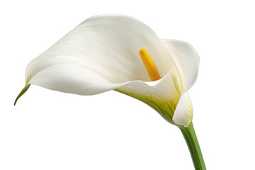 White flower yellow stem vase