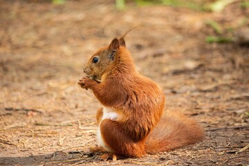 Squirrel in summer fur in the forest