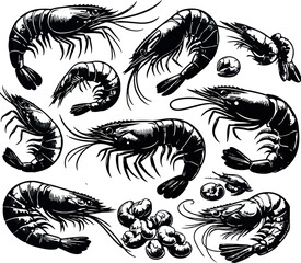 Vector illustration of a shrimp, a member of the Caridea order, depicted in a scratchboard style. This hand-drawn image captures the intricate details of the shrimp's anatomy
