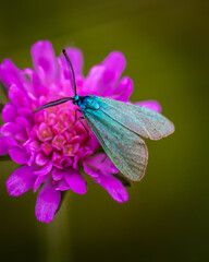 Ampfer-Grünwidderchen Nachtfalter Schmetterling 